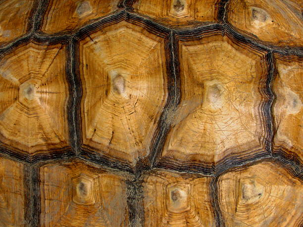 Tortoise Shell Pattern stock photo