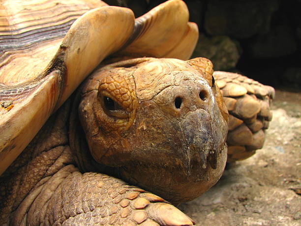 Tortoise Closeup stock photo