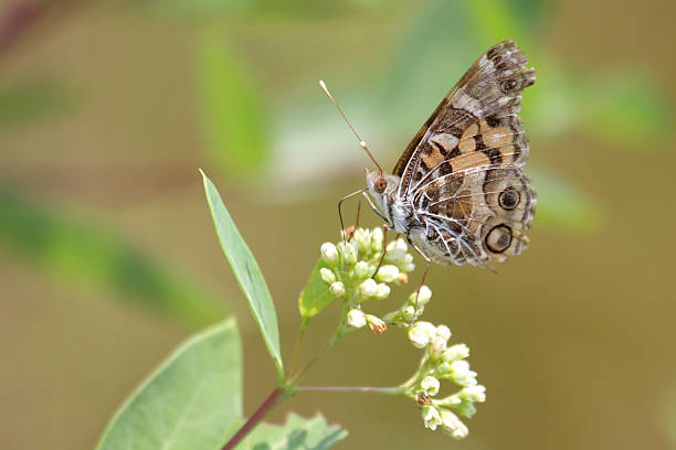 istock American Painted Lady Butterfly 90404282