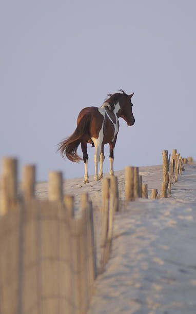 pónei selvagem da ilha de assateague - horse animals in the wild water beach imagens e fotografias de stock