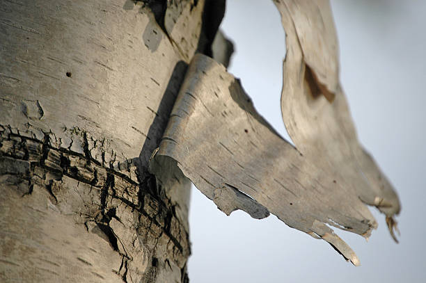 Birch Bark Peeling stock photo