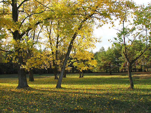 istock golden autumn landscape 90404443