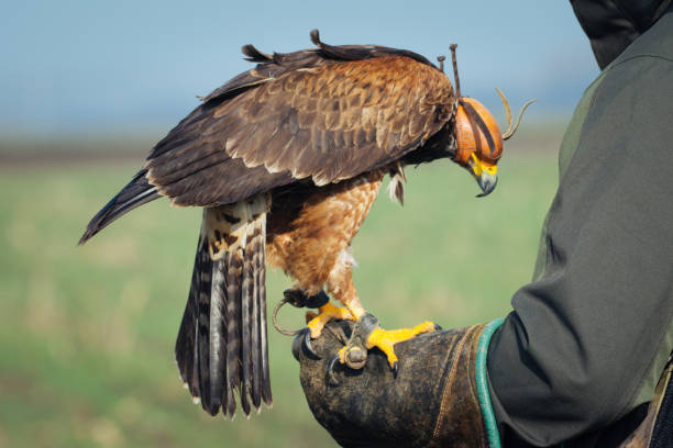 istock Man holding a falcon on his arm 904048282