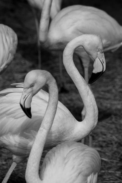 istock American Flamingos 904048332