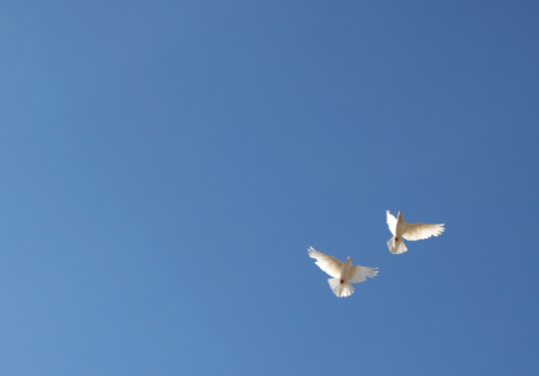 white doves in the blue sky