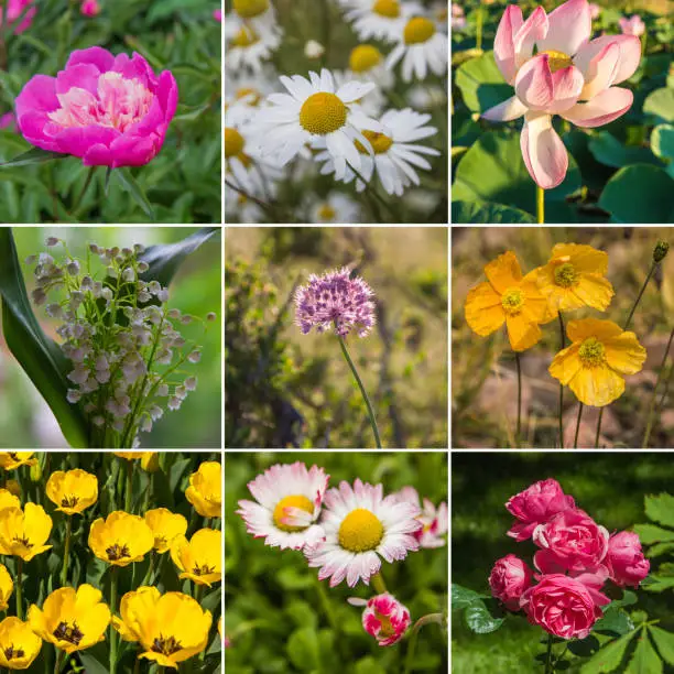 Photo of Collage with flowers outdoors, spring theme