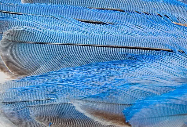 Mountain Bluebird Wing Feathers Close-up