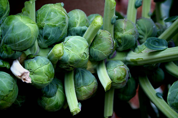 Fresh Brussels sprouts isolated on the white background with copy space