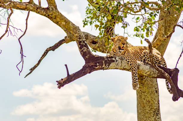 istock Leopard lying on a branch with in Maasai Mara Park in Kenya 904051960