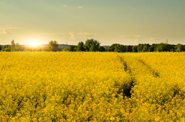istock Bright yellow canola field under blue sky summer day 904052312
