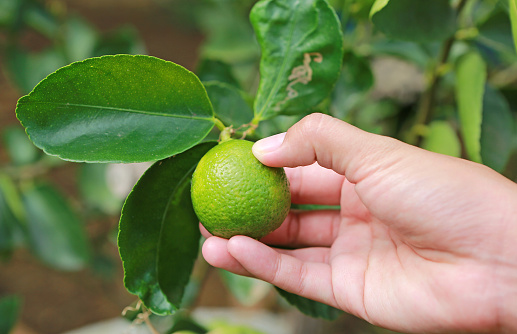 Fresh green Lemon from the tree in farmer hand.