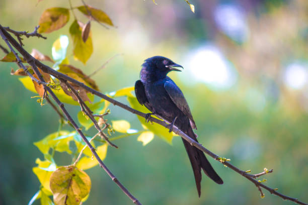 drongo nero - drongo foto e immagini stock