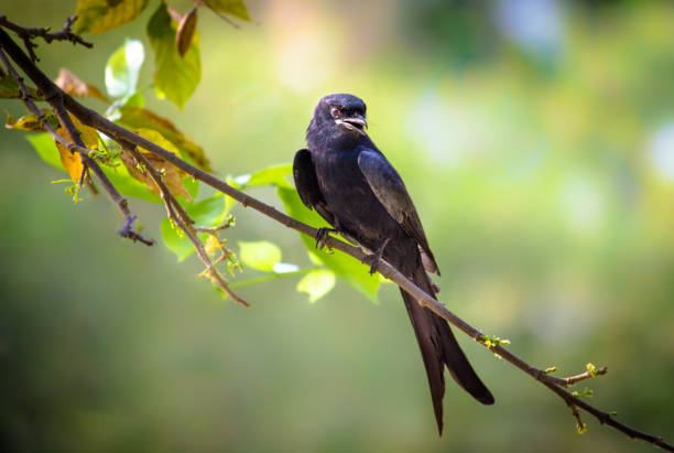 il drongo nero - drongo foto e immagini stock