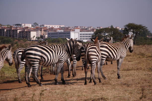 istock Zebra in front of residential area 904053592