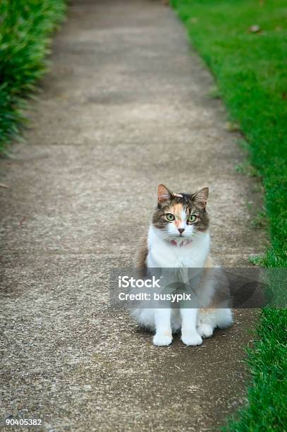 Sidewalk Cat Stock Photo - Download Image Now - Alertness, Animal, Animal Hair