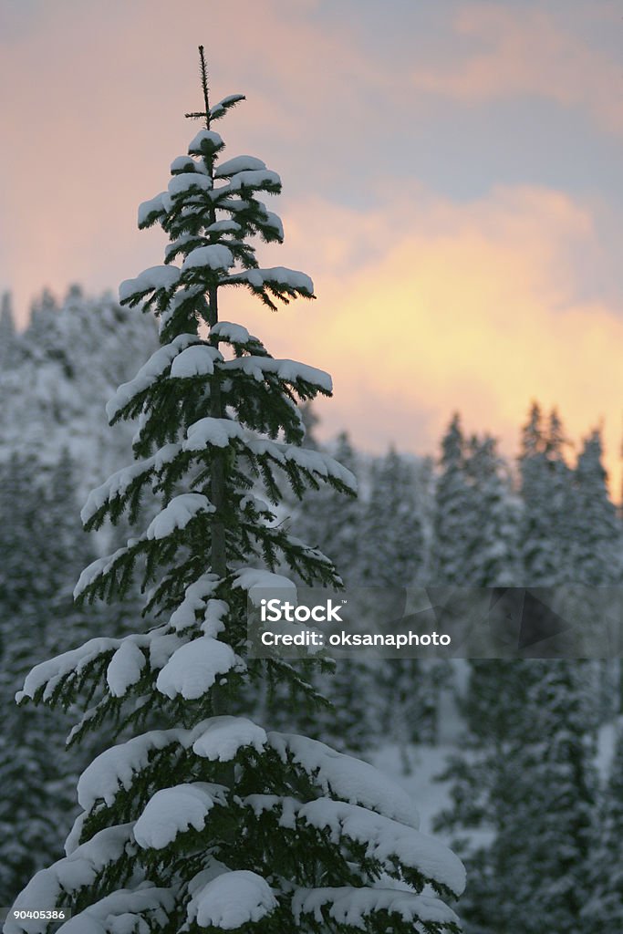 Tramonto invernale - Foto stock royalty-free di Albero