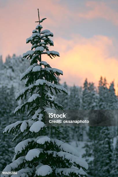 Tramonto Invernale - Fotografie stock e altre immagini di Albero - Albero, Bianco, Blu