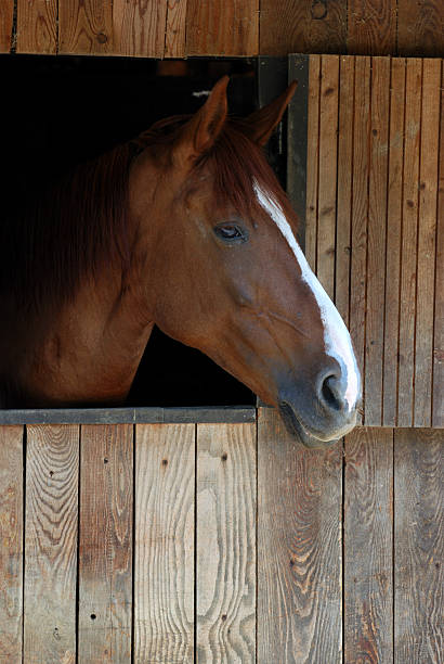 istock Brown horse portrait 90405403