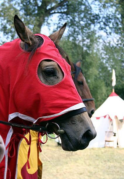 Close up details of a viking warrior horse