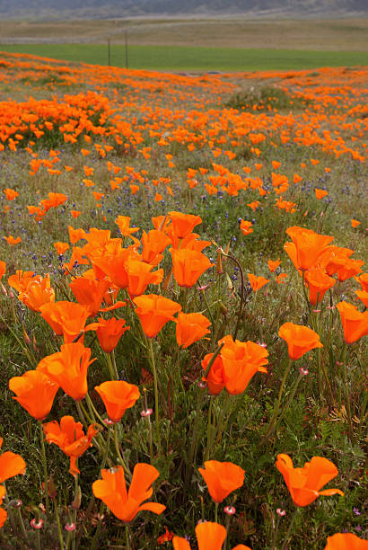 Flower Field  antelope valley poppy reserve stock pictures, royalty-free photos & images