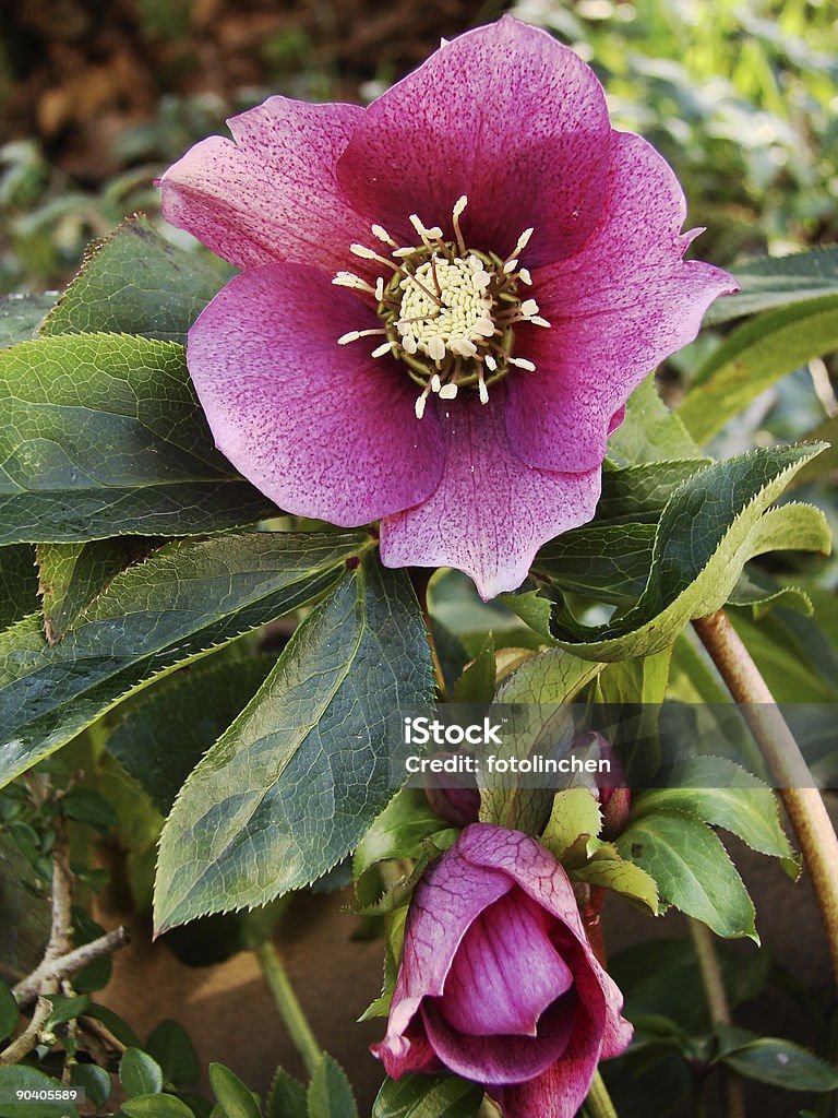 Nieswurz Blumen-Christrose - Lizenzfrei Nieswurz Stock-Foto