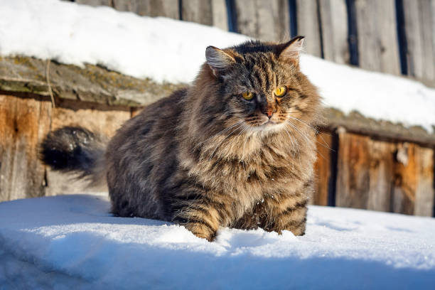 istock fluffy siberian cat in deep white snow 904056690