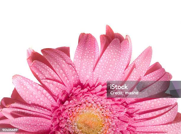 Flor Foto de stock y más banco de imágenes de Amarillo - Color - Amarillo - Color, Belleza de la naturaleza, Blanco - Color