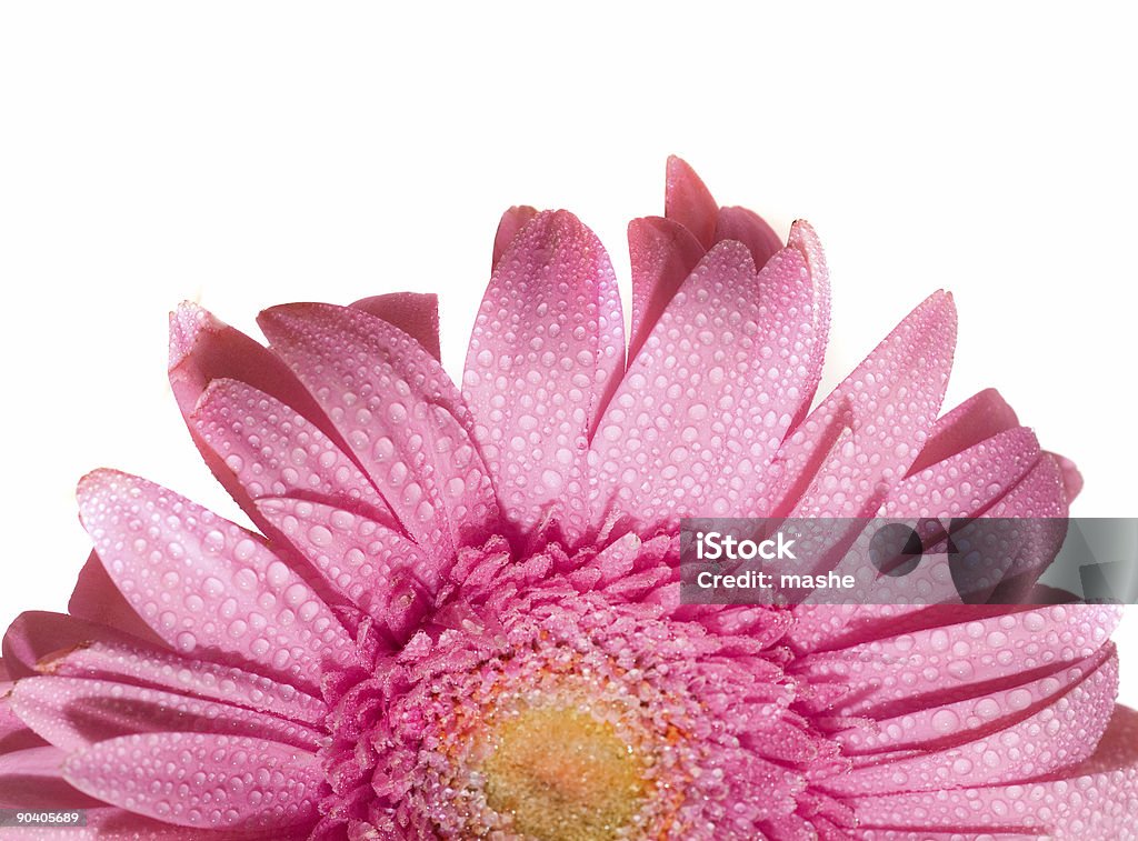 flor - Foto de stock de Amarelo royalty-free