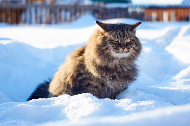 istock Siberian cat screwed-up eyes in white snow 904057036