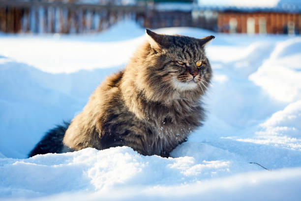 istock purebred siberian cat in deep snow in bright sunset 904057266