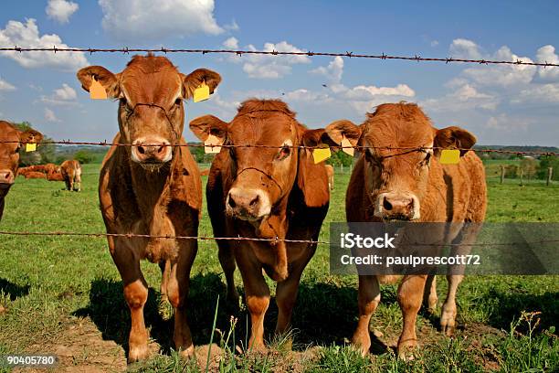 Herd Of Curious Cows Stock Photo - Download Image Now - Agricultural Field, Agriculture, Animal