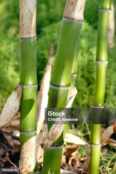 Bambù Verde - Fotografie stock e altre immagini di Ambientazione esterna - Ambientazione esterna, Bambù - Graminacee, Bosco