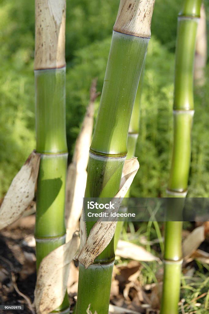 Verde de bambu - Foto de stock de Bambu royalty-free