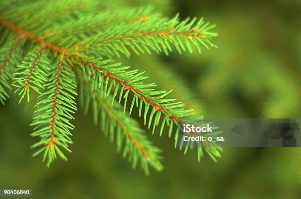 Photo libre de droit de Branche Sapin banque d'images et plus d'images libres de droit de Aiguille - Partie d'une plante - Aiguille - Partie d'une plante, Arbre, Arbre à feuilles persistantes