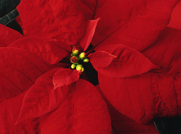 istock Poinsettia christmas plant 90406134