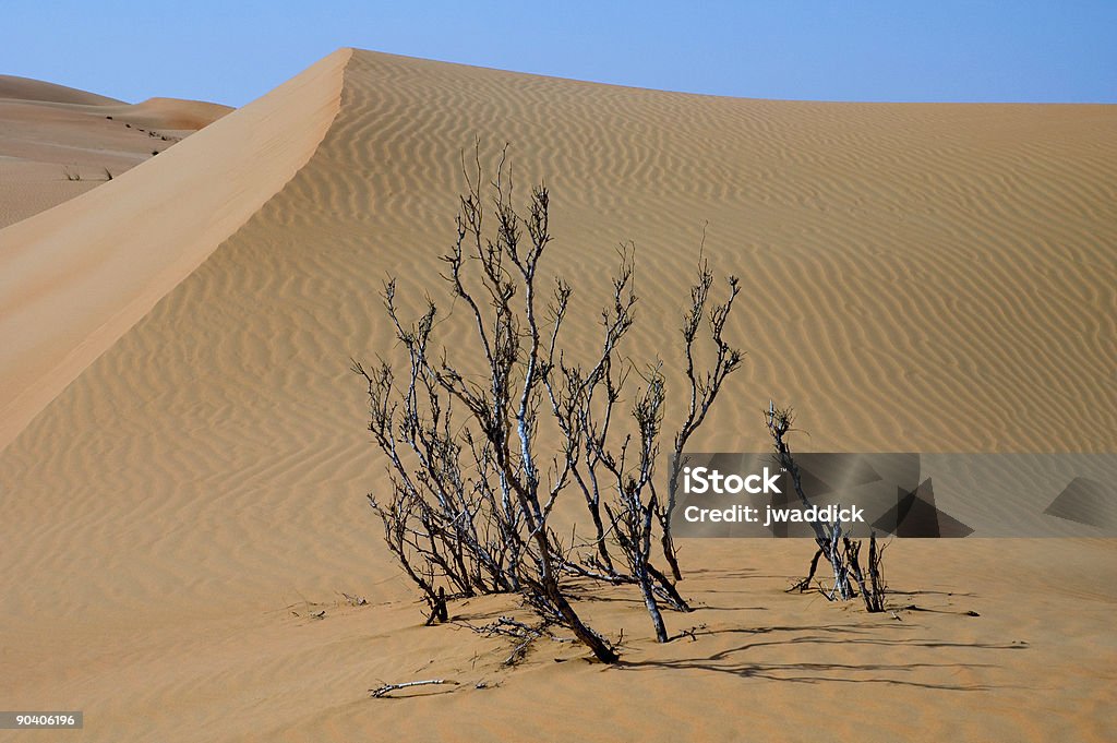 Песчаная дюна с дерево - Стоковые фото Liwa Desert роялти-фри