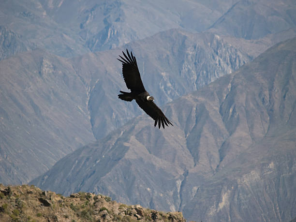 istock Flying condor in the Colca canyon,Peru 90406218