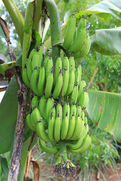 istock Green bananas on banana Tree. 904063060