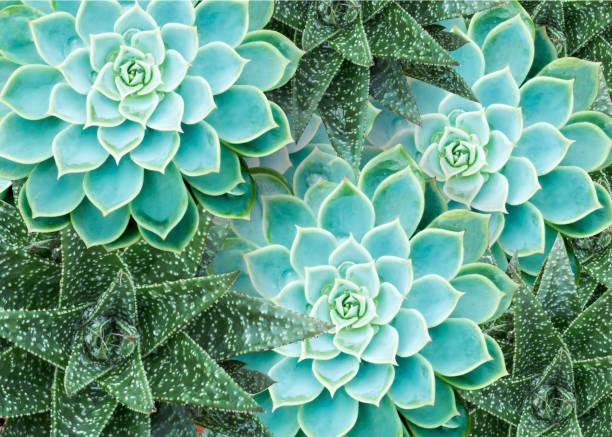 istock Fresh and real Tropical green leaves  with white frame for design on background,Photo 904063236