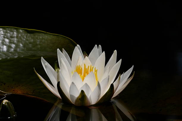 istock White Water Lily Near Lilly Pads on Black  Background Isolated 90406392