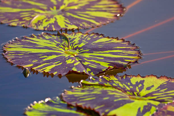 Varigated Lily Pads stock photo