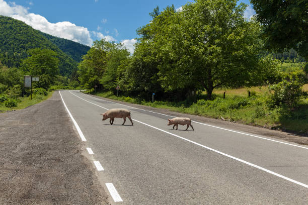 istock Two pigs cross the road. 904064666