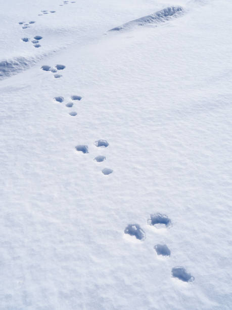 istock footprints of a rabbit on snow 904065816
