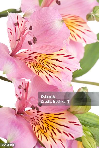 Foto de Amarilis e mais fotos de stock de Amarílis - Amarílis, Beleza, Beleza natural - Natureza