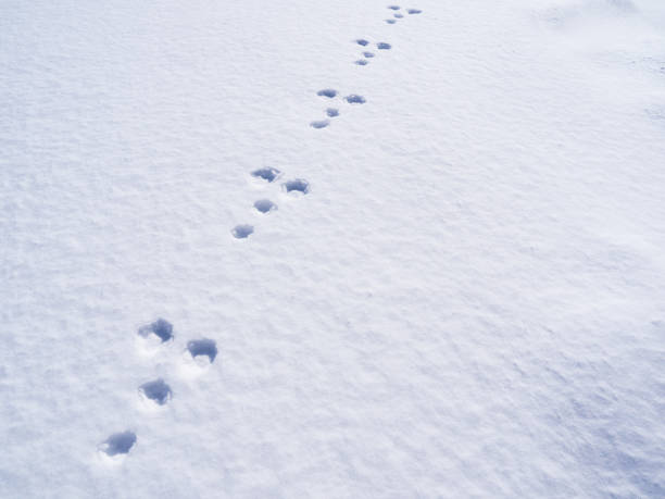 istock footprints of a rabbit on snow 904068160