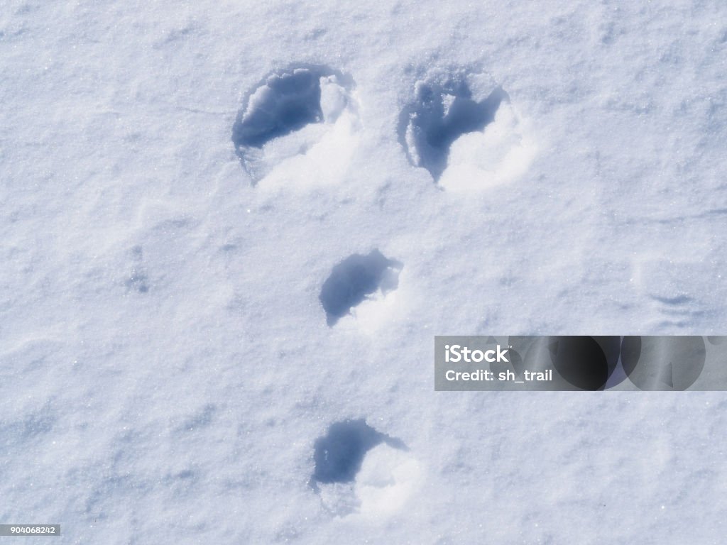 footprints of a rabbit on snow I shot at Kirigamine in Nagano Prefecture Animal Stock Photo