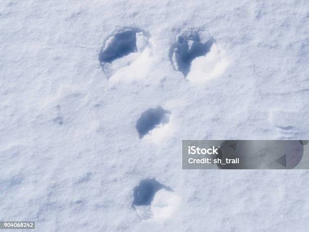 Footprints Of A Rabbit On Snow Stock Photo - Download Image Now - Animal, Animal Themes, Animal Wildlife