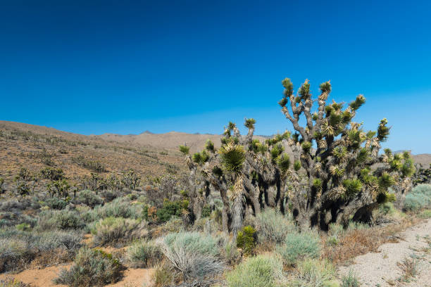 istock Joshua tree in the desert 904068590
