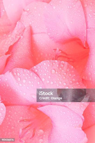 Różowy Mieczyk - zdjęcia stockowe i więcej obrazów Bez ludzi - Bez ludzi, Bliski, Bliskie zbliżenie