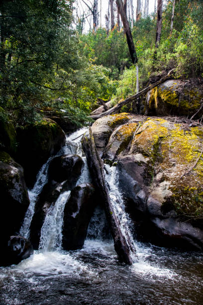 30+ Taggerty Stock Photos, Pictures & RoyaltyFree Images iStock